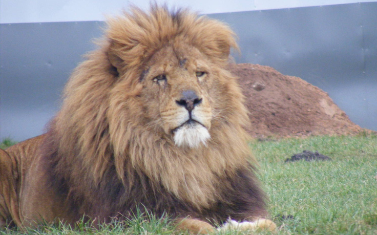 West Midland Safari Park